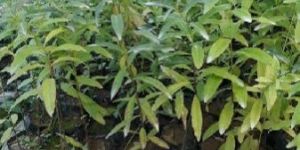 White Sandalwood Plant