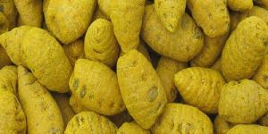 Natural Turmeric Bulb