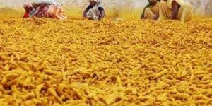 Natural Turmeric Finger