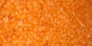 Red Split Lentils