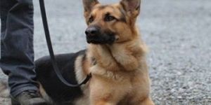 Dog Squad Security Services