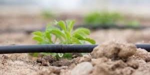 Drip Irrigation Systems