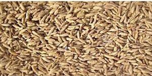 Cumin Seed