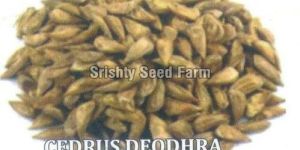 Cedrus Deodara Seeds