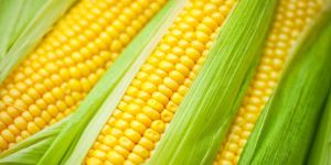 Fresh Corn