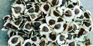 Organic Moringa Seeds
