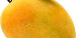 Fresh Alphonso Mango