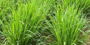 Palmarosa Plant Cymbopogon Martinii