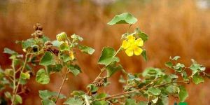 Thuthi Ilai / Abutilon indicum