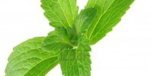 Stevia Leaves Powder