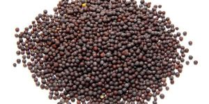 Mustard Seeds