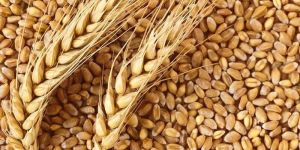 Wheat Seeds