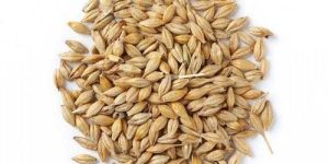 Barley Seeds