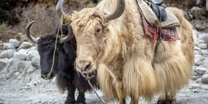 Chennai Shimla Manali Private Cab Package