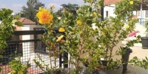 Hibiscus Plant with a High Grade Plastic Pot