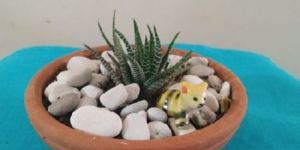 Miniature Table Top Succulent Garden