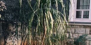 Ponytail Palm - Beaucarnea Recurvata