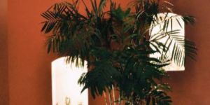 Self-Watering Planter with Chamaedorea Palm