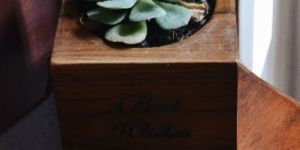 Square Wooden Planter with Echiveria Succulent Plant