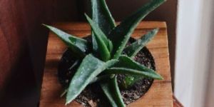 Square Wooden Planter with Succulent Plant