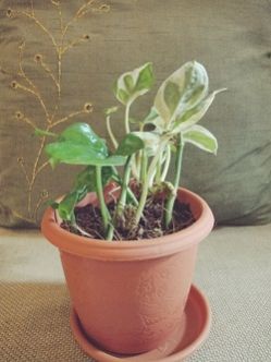 Terracotta Color Plastic Pot with Money Plant