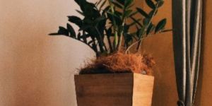 Wooden Planter with Zamia Plant - Zanzibar Gem