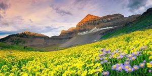Valley of Flowers Tour Services