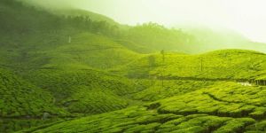 Kerala Tour Package