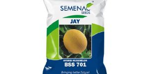 Muskmelon - JAY(BSS 440)
