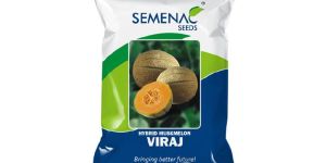 Muskmelon - VIRAJ