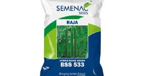 Ridge Gourd - RAJA (BSS 533)