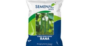Ridge Gourd - RANA
