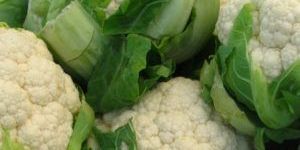 Fresh Cauliflower