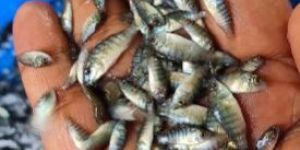Tilapia Fish Seed