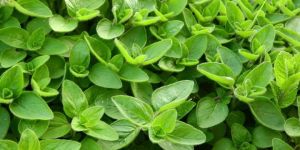 Marjoram Leaves