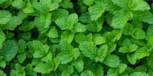 Mint Leaves