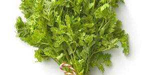 Parsley Leaves