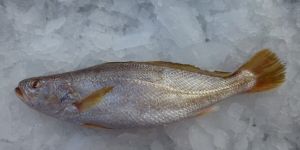 Frozen Tigertooth Croaker Fish