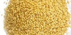 Foxtail Millet