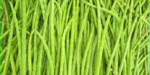 Fresh Moringa Sticks