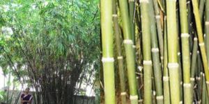Bamboo Tissue Culture Plant