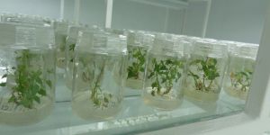 Potato Tissue Culture