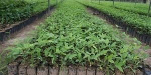 Teak Tissue Culture Plant