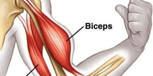 Shoulder Replacement Specialist in Bangalore