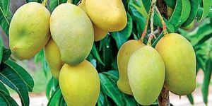 Langra Mango