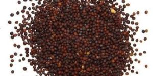 Mustard Seeds