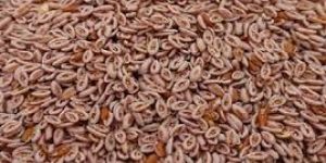 Psyllium Seeds