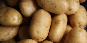Fresh Potato