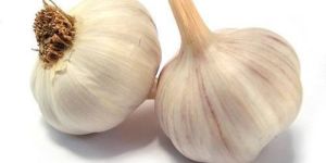 Organic Garlic