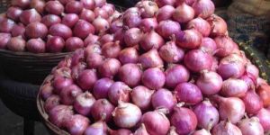 Red Onion